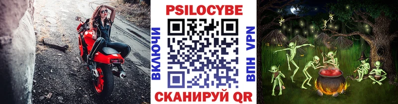 где купить   Елизово  Галлюциногенные грибы Psilocybe 