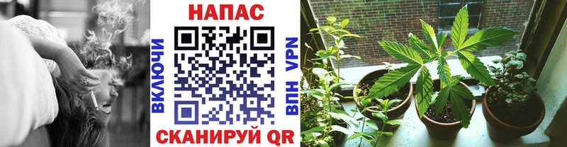 как найти закладки  Елизово  Канабис SATIVA & INDICA 
